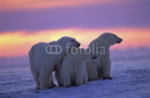 outdoorsman-polar-bear-with-her-cubs-in-canadian-arctic-sunset_wg_f-5259359