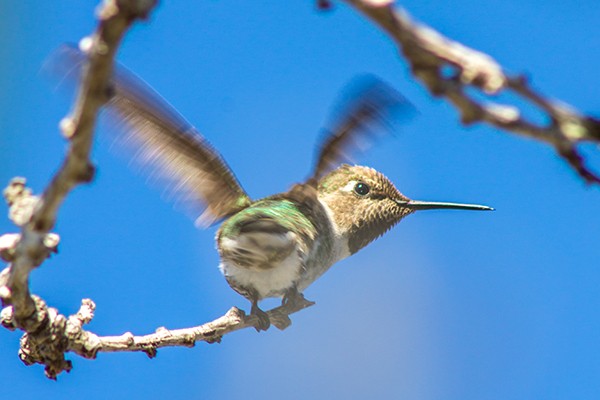 Ronny Behrendt, Kolibri der Herzen (Vogel, Kolibiri, Ast, Flügelbewegung, flattern, Ornithologie, Fotokunst, Treppenhaus, Wohnzimmer, Wunschgröße, bunt)