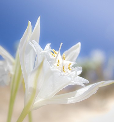 Ronny Behrendt, Lilie der Strände (Blume, Blüte, Lilie, Sonnenlicht, Himmelsblau, Nahaufnahme, Fotokunst, Treppenhaus, Wohnzimmer, Schlafzimmer, Wunschgröße, weiß/hellblau)