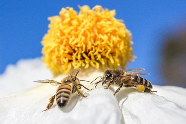 Ronny Behrendt, Bienenblume (Blume, Blüte,Bienen, fleißig, Pollen sammeln, Sonnenlicht, Himmelsblau, Nahaufnahme, Fotokunst, Treppenhaus, Wohnzimmer, Schlafzimmer, Wunschgröße, weiß/gelb/hellblau)