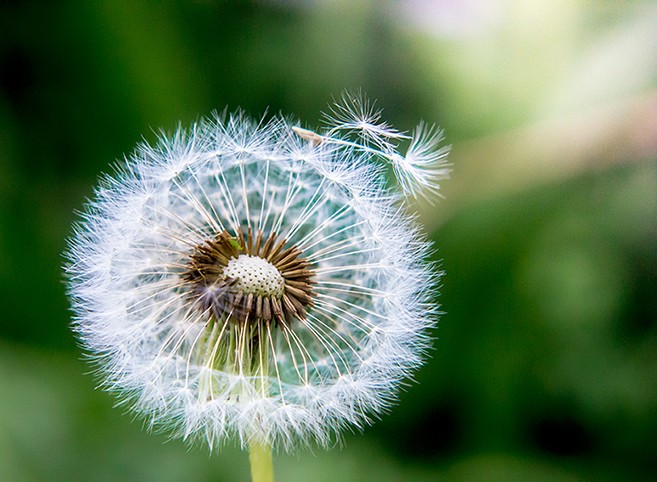 Ronny Behrendt, Pusteblume im Wind (Löwenzahn, Pusteblume, Samen, Nahaufnahme, Fotokunst, Treppenhaus, Wohnzimmer, Schlafzimmer, Wunschgröße, grun/weiß)