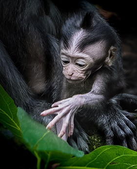 Ronny Behrendt, Affenbaby (Affen, Affenbaby, niedlich, Mutter und Kind, Schutz, Tierprotrait, Fotokunst, Treppenhaus, Wohnzimmer, Wunschgröße, bunt)