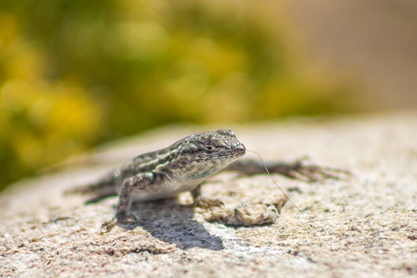 Ronny Behrendt, Geckos life (Eidechse, Sonnenlicht, Wärme, sich sonnen, Stein,  Tierprotrait, Fotokunst, Treppenhaus, Wohnzimmer, Wunschgröße, bunt)