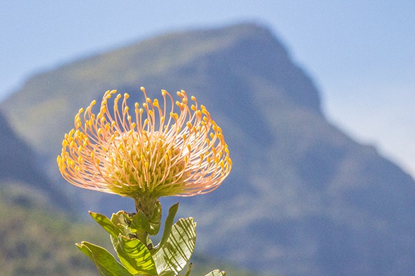 Ronny Behrendt, Blumenberg (Landschaft, Berg, Gebirge, Grand Blume, Blüte, Nahaufnahme,  Fotografie, Treppenhaus, Wohnzimmer, Wunschgröße, bunt)