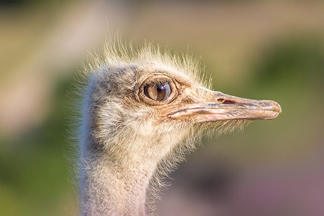 Ronny Behrendt, Straußenauge (Strauß, Vogel, Laufvogel, Tierportrait, keck, vorwitzig, Nahaufnahme, Fotokunst, Treppenhaus, Wohnzimmer,  Wunschgröße, bunt)