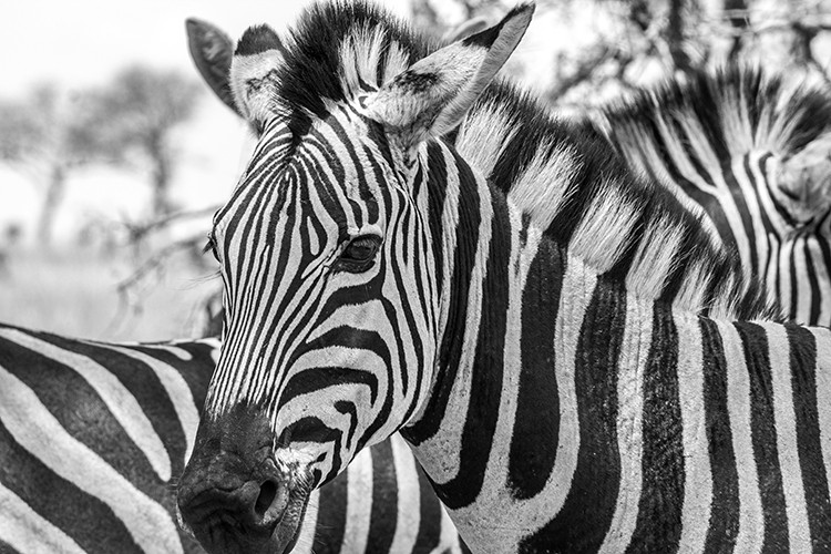 Ronny Behrendt, Zebramuster (Zebras, Großwild, Tiere, Afrika, Streifen, Tierprotrait, Fotokunst, Treppenhaus, Wohnzimmer, Wunschgröße, bunt)