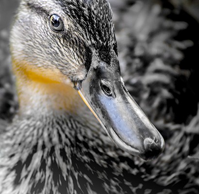 Ronny Behrendt, Entenblick (Ente, Wasservogel, Tierportrait, Colourspot, Nahaufnahme, Fotokunst, Treppenhaus, Wohnzimmer, Badezimmer, Wunschgröße, schwarz/weiß/gelb)