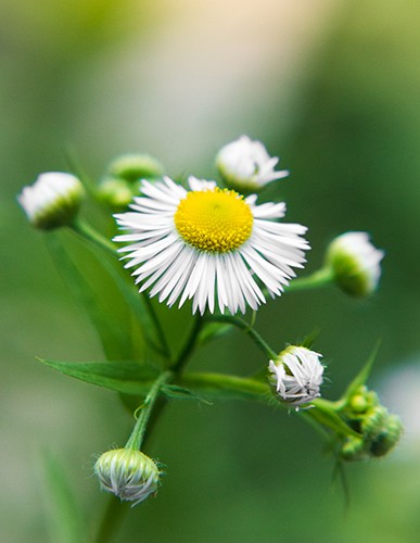 Ronny Behrendt, Blümchen (Blume, Blüte, Gänseblümchen,  Nahaufnahme, Fotokunst, Treppenhaus, Wohnzimmer, Schlafzimmer, Wunschgröße, grun/weiß/gelb)