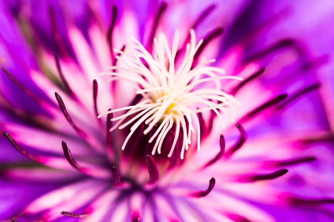 Conny Krakowski, Gleichklang der Natur (Blumen, Clematis, Blüte, Sommer, Zierpflanze, Sommerblume, Schönheit, Zauber, Natur,  Fotografie)