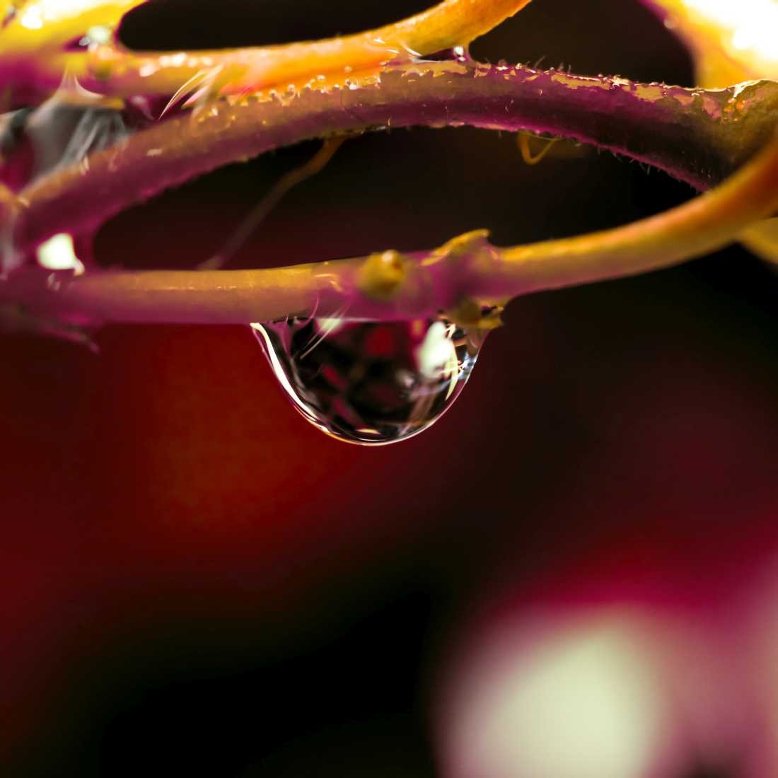 Conny Krakowski, Sanfte Dornen (Mohn, Mohnblume,Tropfen Makro, Spiegelung, Wasser, Frühtau, Wassertropfen, Fotografie, Naturfotografie)