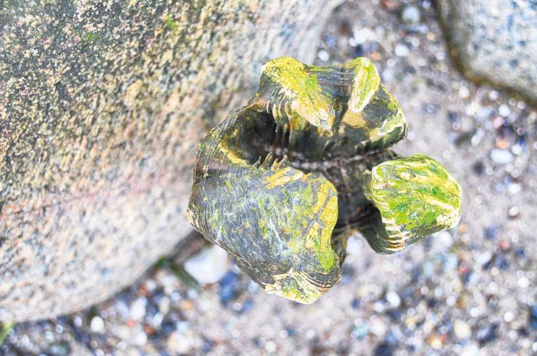 Irk Boockhoff, Verwittertes Holz am Strand 8 (Strand, Holz, verwittert, morbid, Kiesel, Steinchen, maritim, Fotokunst, Treppenhaus, Wohnzimmer, Badezimmer, Wunschgröße, bunt)