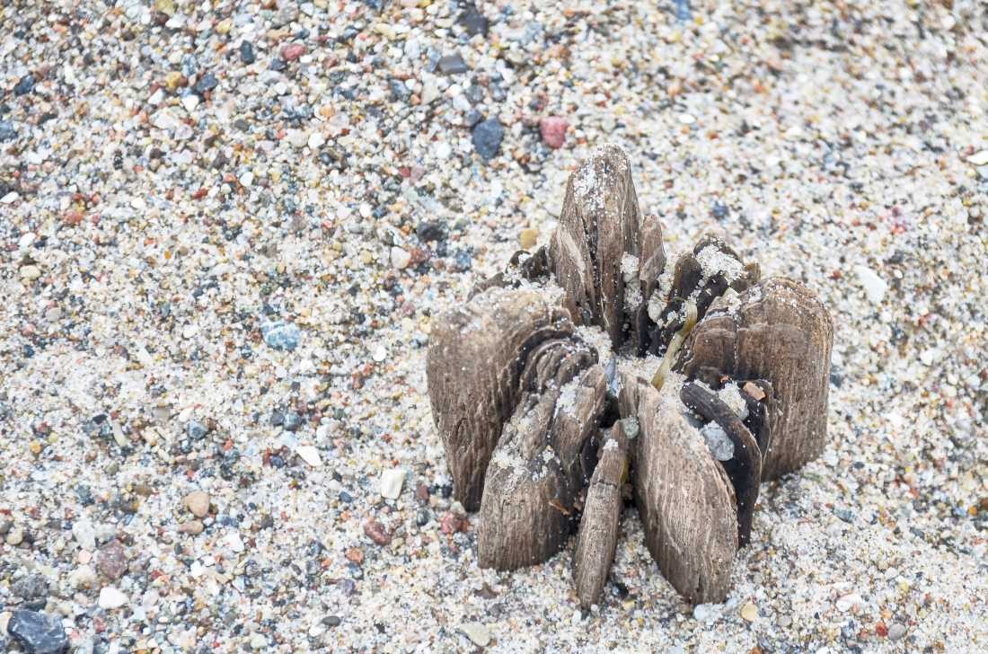 Irk Boockhoff, Verwittertes Holz am Strand 12 (Strand, Sand, Holz, verwittert, morbid, Kiesel, Steinchen, maritim, Fotokunst, Treppenhaus, Wohnzimmer, Badezimmer, Wunschgröße, bunt)