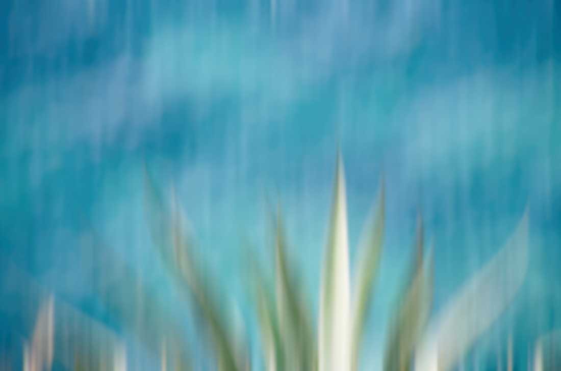 Irk Boockhoff, Agave (Agave, Pflanze, Blätter, Himmel, Nahaufnahme, Fotokunst, verschwommen, verwischt, unscharf, Perspektive, Untersicht, Treppenhaus, Wohnzimmer, Badezimmer, Wunschgröße, blau/grün)