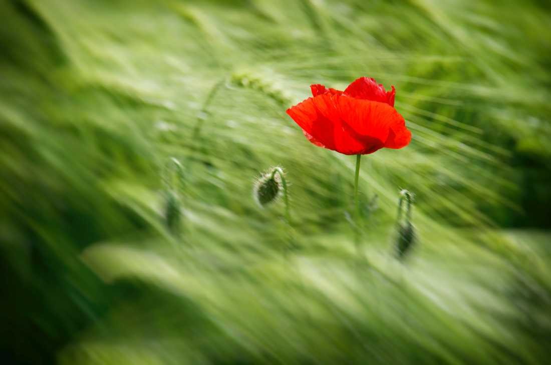 Irk Boockhoff, Mohn im Weizen (Mohn, Mohnblüten, Knospen, Sommer, Pflanze, Botanik, Fotokunst, Nahaufnahme, Treppenhaus, Wohnzimmer, Arztpraxis, Wunschgröße, bunt)