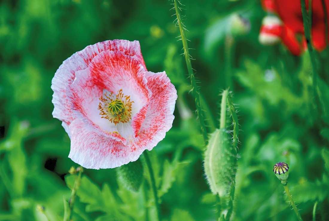 Irk Boockhoff, Wilder Mohn (Mohn, Mohnblüten, Knospen, Sommer, Pflanze, Botanik, Fotokunst, Nahaufnahme, Treppenhaus, Wohnzimmer, Arztpraxis, Wunschgröße, bunt)