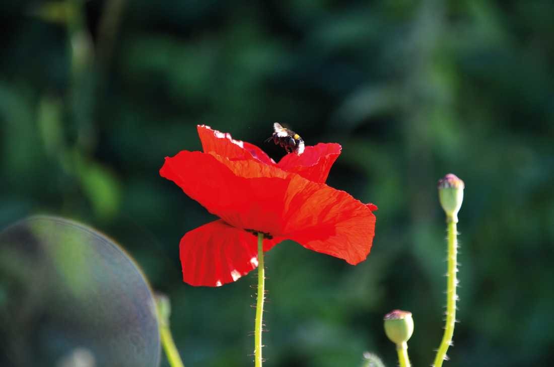 Irk Boockhoff, Nektarsuche (Mohn, Mohnblüten, Knospen, Biene, Sommer, Pflanze, Botanik, Fotokunst, Nahaufnahme, Treppenhaus, Wohnzimmer, Arztpraxis, Wunschgröße, bunt)