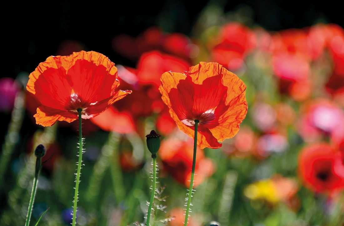 Irk Boockhoff, Mohngeschwister (Mohn, Mohnblüten, Sommer, Pflanze, Botanik, zart, filigran, Fotokunst, Nahaufnahme, Treppenhaus, Wohnzimmer, Arztpraxis, Wunschgröße, bunt)
