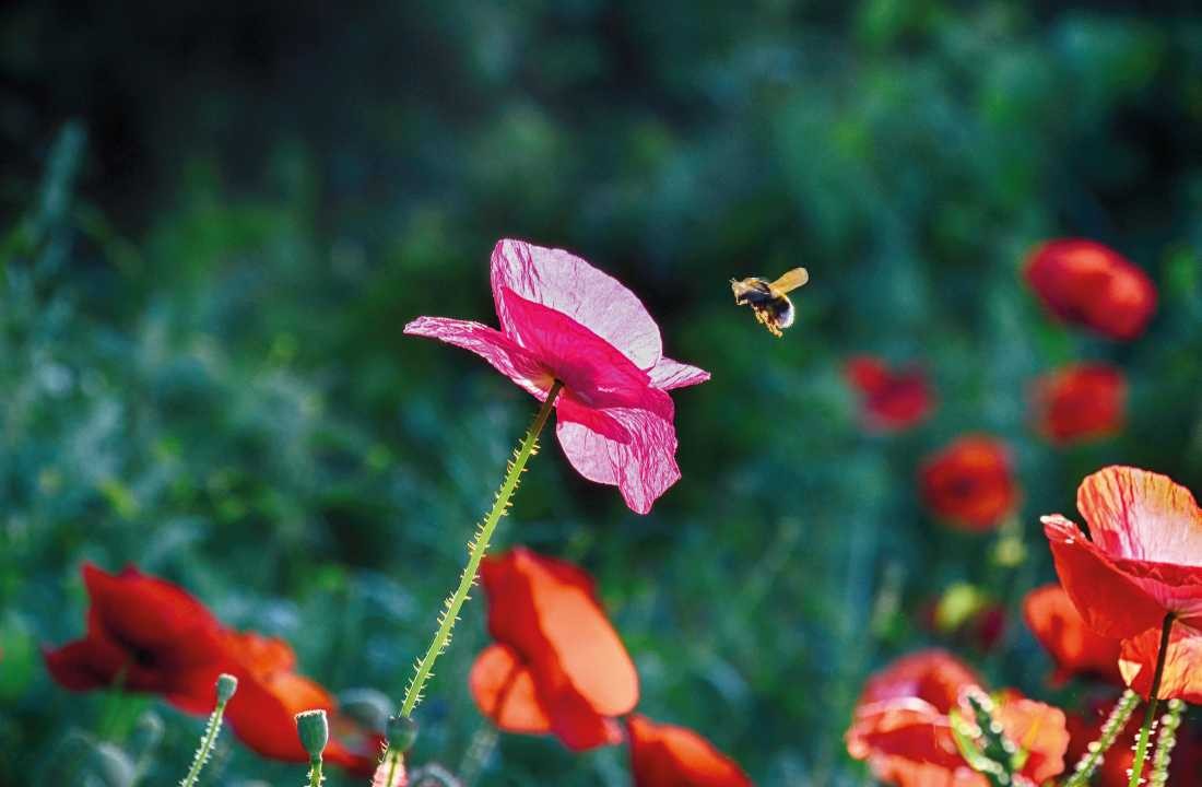 Irk Boockhoff, Hummel im Anflug (Mohn, Mohnblüten, Knospen, Biene, Anflug, Sommer, Pflanze, Botanik, Fotokunst, Momentaufnahme, Nahaufnahme, Treppenhaus, Wohnzimmer, Arztpraxis, Wunschgröße, bunt)