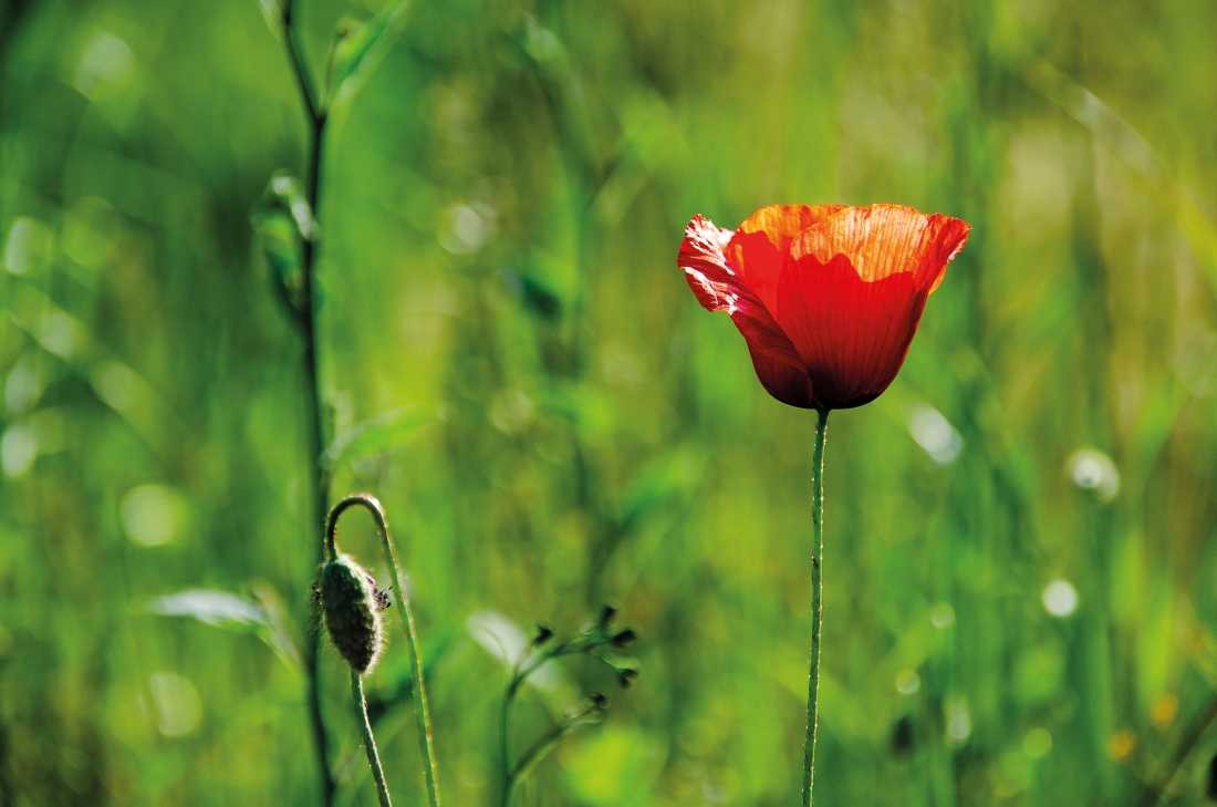 Irk Boockhoff, Rot-Grün (Mohn, Mohnblüten, Knospe, zart, filigran, Sommer, Pflanze, Botanik, Fotokunst,  Nahaufnahme, Treppenhaus, Wohnzimmer, Arztpraxis, Wunschgröße, bunt)