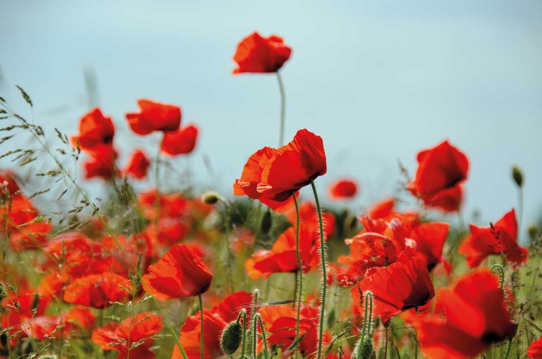 Irk Boockhoff, Mohnfeld (Mohn, Mohnblüten, Mohnwiese, Sommer, Pflanze, Botanik, Fotokunst,  Nahaufnahme, Treppenhaus, Wohnzimmer, Arztpraxis, Wunschgröße, bunt)