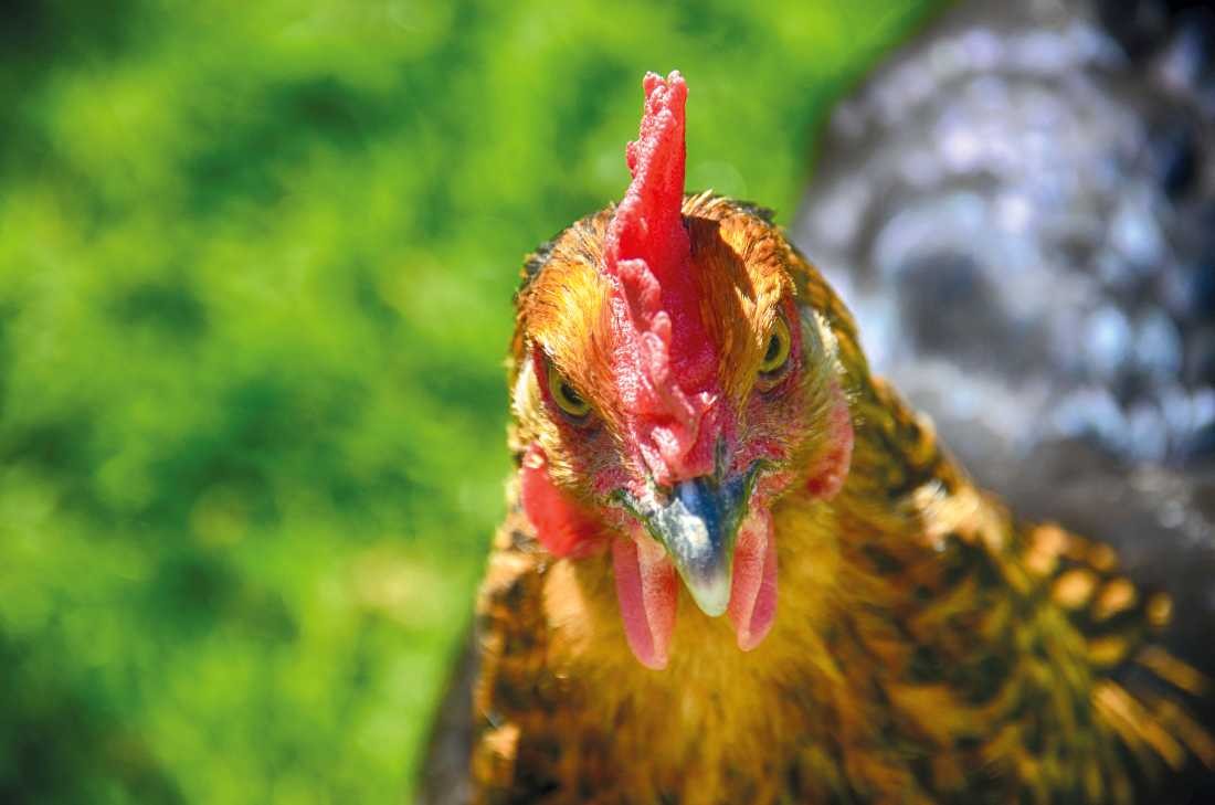 Irk Boockhoff, Aug in Aug (Huhn, Federvieh, Geflügel, Tierportrait, Nahaufnahme, Fotokunst, Treppenhaus, Küche, Wunschgröße, bunt)