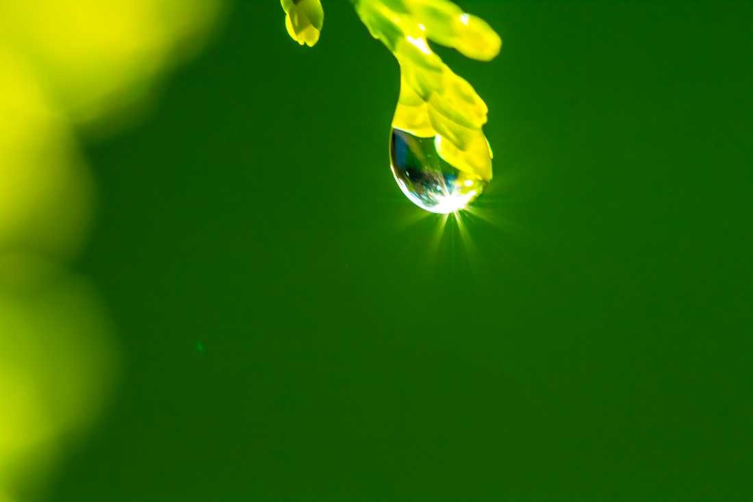 Conny Krakowski, Im Sonnenlicht (Mohn, Mohnblume,Tropfen Makro, Spiegelung, Wasser, Frühtau, Wassertropfen, Fotografie, Naturfotografie)