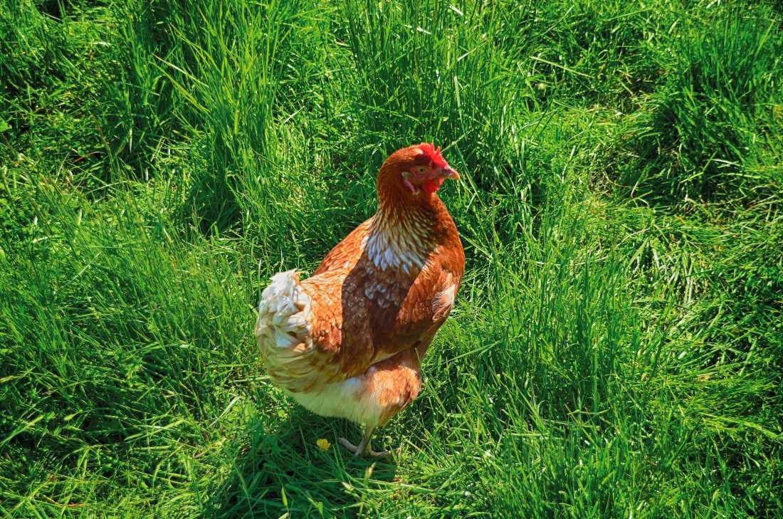 Irk Boockhoff, Glückliches Huhn (Huhn, Federvieh, Geflügel, Wiese, Sommer, Freiheit, artgerecht, Tierportrait,  Fotokunst, Treppenhaus, Küche, Wunschgröße, bunt)