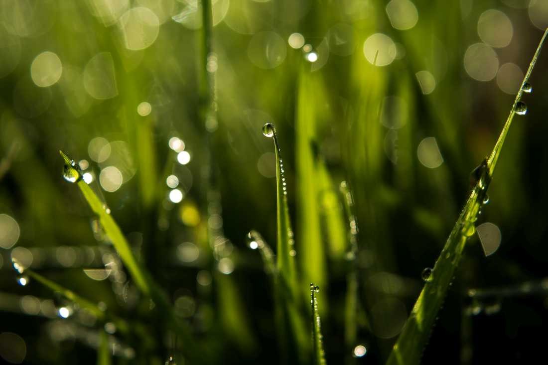 Conny Krakowski, Wiese im Tau (Mohn, Mohnblume,Tropfen Makro, Spiegelung, Wasser, Frühtau, Wassertropfen, Fotografie, Naturfotografie)
