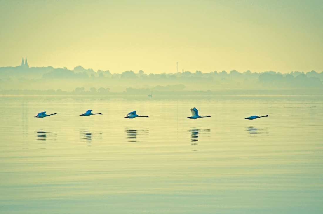 Irk Boockhoff, Schwäne im Flug (Schwäne, See, Morgendunst, Stimmung, Landung, Anflug, Fotokunst, Treppenhaus, Wohnzimmer, Wunschgröße, bunt)