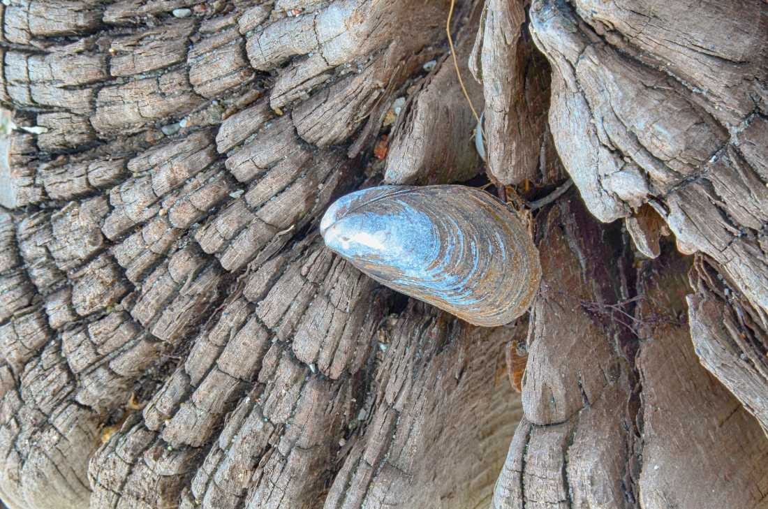 Irk Boockhoff, Verwittertes Holz am Strand 5 (Strand, Holz, verwittert, Muschel morbid,  maritim, Fotokunst, Treppenhaus, Wohnzimmer, Badezimmer, Wunschgröße, bunt)