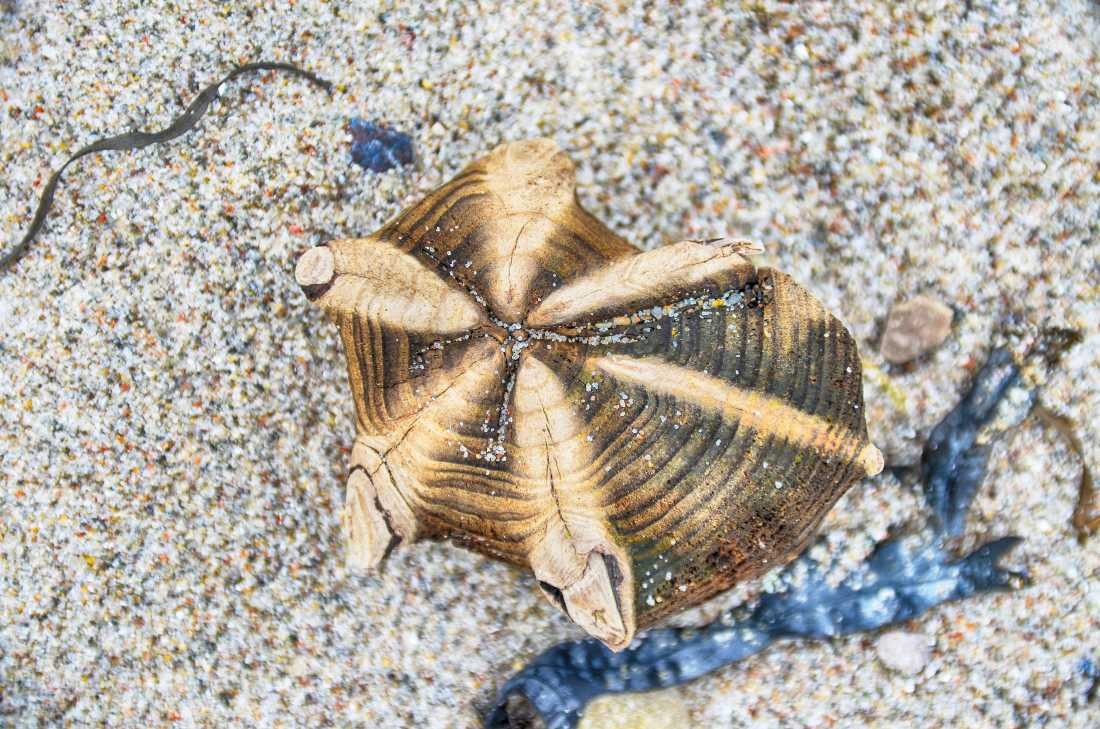 Irk Boockhoff, Verwittertes Holz am Strand 7 (Strand, Holz, verwittert, morbid, Kiesel, Steinchen, maritim, Fotokunst, Treppenhaus, Wohnzimmer, Badezimmer, Wunschgröße, bunt)