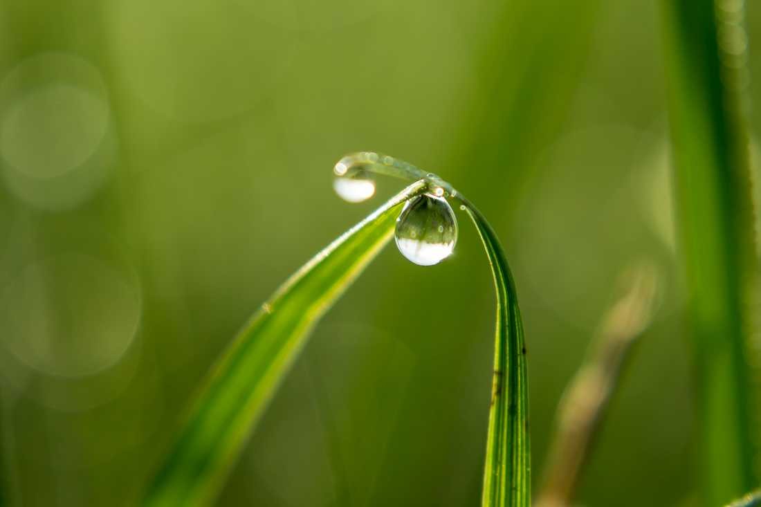 Conny Krakowski, Verbunden (Mohn, Mohnblume,Tropfen Makro, Spiegelung, Wasser, Frühtau, Wassertropfen, Fotografie, Naturfotografie)