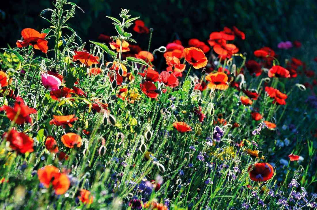 Irk Boockhoff, Gegenlicht (Mohn, Mohnblüten, Mohnwiese, Sommer, Pflanze, Botanik, Natur, Fotokunst, Nahaufnahme, Treppenhaus, Wohnzimmer, Arztpraxis, Wunschgröße, bunt)