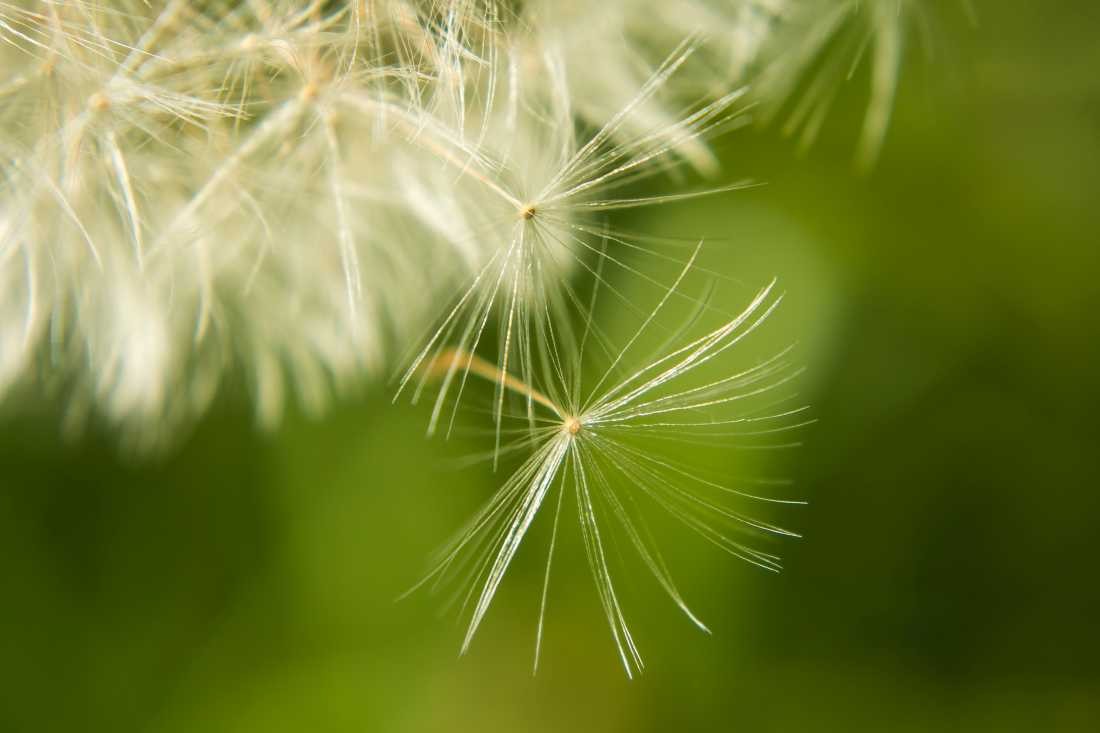 Conny Krakowski, Freiflug (Pusteblume, Löwenzahn, Blume, Sommerblume, Blumenwiese, Samenflug, Fotografie, Makroaufnahme)