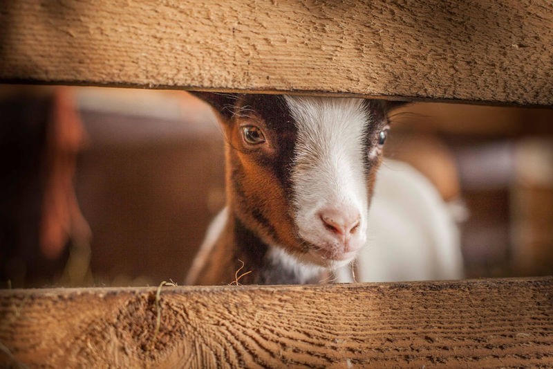 Sander Van Laar, Spring Lamb (Lamm, Tier, Nutztier, niedlich, Tierbaby, niedlich, putzig, Wunschgröße, Fotografie, Treppenhaus, Kinderzimmer, bunt)