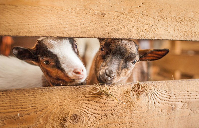 Sander Van Laar, Spring Lamms (Lämmer, Tier, Nutztier, niedlich, Tierbaby, niedlich, putzig, Wunschgröße, Fotografie, Treppenhaus, Kinderzimmer, bunt)