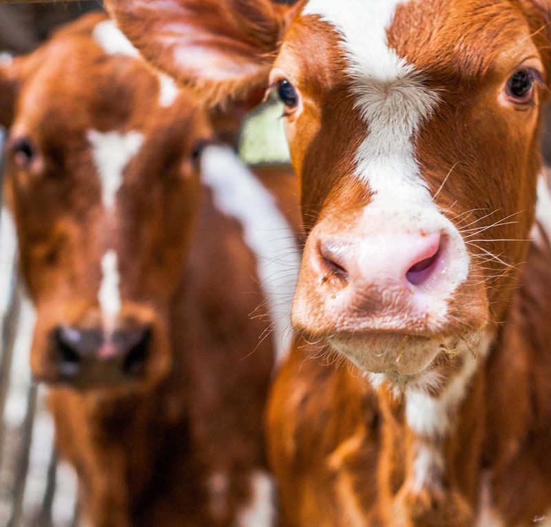 Sander Van Laar, Spring cows 1 (Kühe, Kälber, Tier, Nutztier, niedlich, Tierbaby, niedlich, putzig, Wunschgröße, Fotografie, Treppenhaus, Kinderzimmer, bunt)