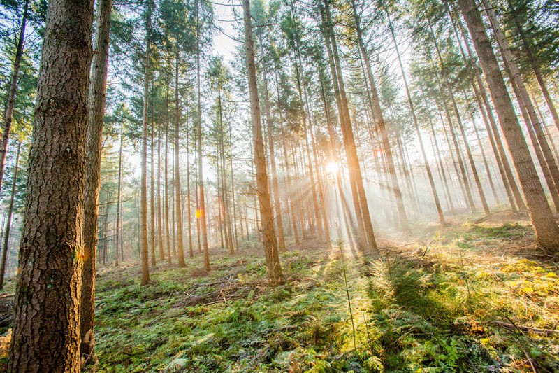 Sander Van Laar, Sunflare 1 (Landschaft, Wald, Bäume, Sonnenlicht, Sonnenstrahlen, Landschaftsfotografie, Treppenhaus, Esszimmer, Wohnzimmer, Wunschgröße, bunt)