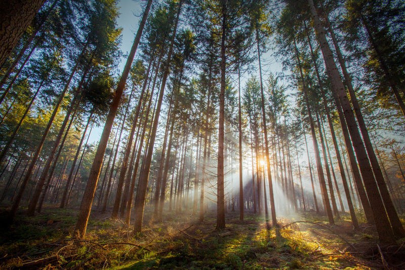 Sander Van Laar, Sunflare 2 (Landschaft, Wald, Bäume, Sonnenlicht, Sonnenstrahlen, Landschaftsfotografie, Treppenhaus, Esszimmer, Wohnzimmer, Wunschgröße, bunt)