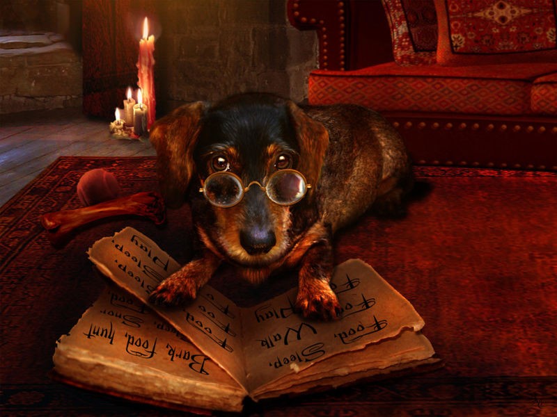 Babette, The book of Dogtalk (Dackel, Hund, Buch, Brille, witzig, Jugendzimmer, Wohnzimmer, Musikzimmer, Wunschgröße, Digitalkunst, bunt)