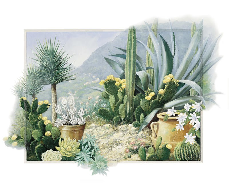 Peter Motz, Cactus (MEDITERRAN)