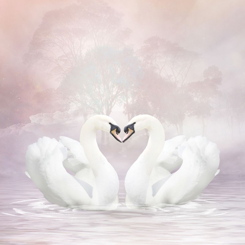 Babette, Love Swans (Schwäne, Liebespaar, Liebe, Herz, Zuneigung, Schwanenhals, Dunst, Magie, mystisch,  Traumwelt, Jugendzimmer, Schlafzimmer, Wohnzimmer, Treppenhaus, Wunschgröße, Digitalkunst, pastell)