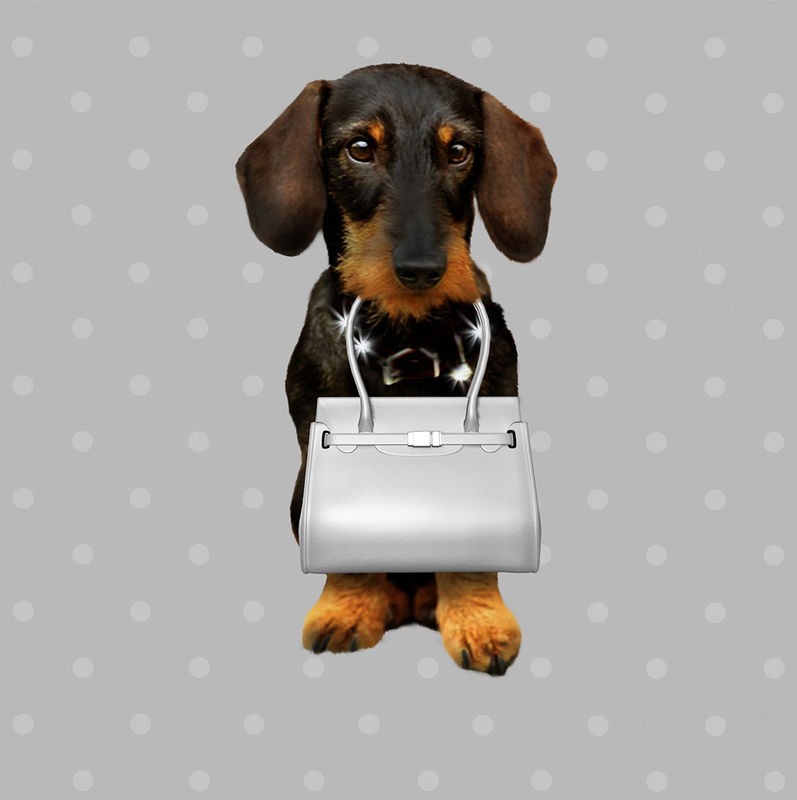 Babette, Teckel Silver (Dackel, Hund, Dackelblick, Handtasche, Jugendzimmer, Wohnzimmer, Treppenhaus, Wunschgröße, Digitalkunst, silbergrau)
