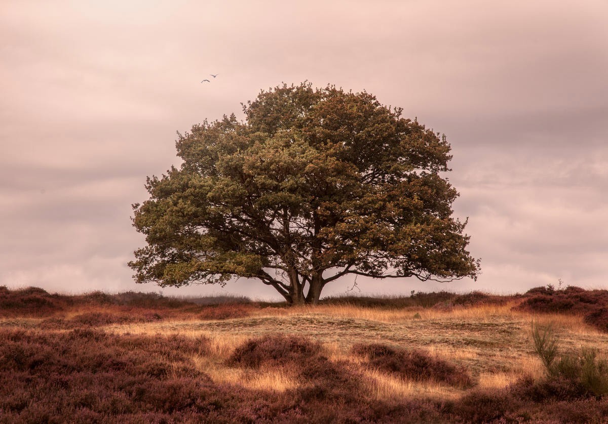 Sander Van Laar, Tree (Landschaft, Baum, majestätisch, eindrucksvoll, Landschaftsfotografie, Treppenhaus, Esszimmer, Wohnzimmer, Wunschgröße, bunt)