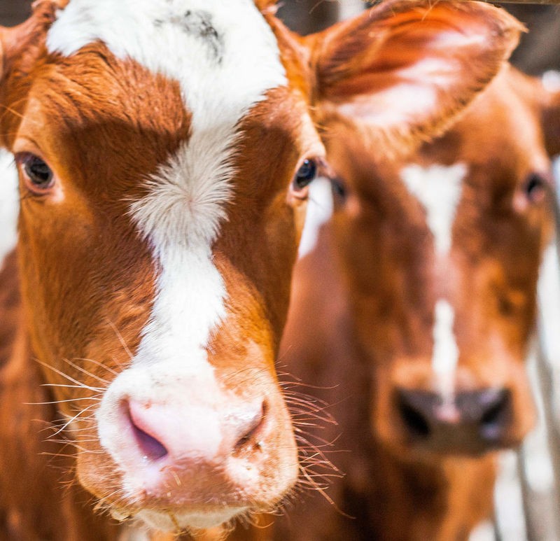 Sander Van Laar, Spring cows 2 (Kühe, Kälber, Tier, Nutztier, niedlich, Tierbaby, niedlich, putzig, Wunschgröße, Fotografie, Treppenhaus, Kinderzimmer, bunt)