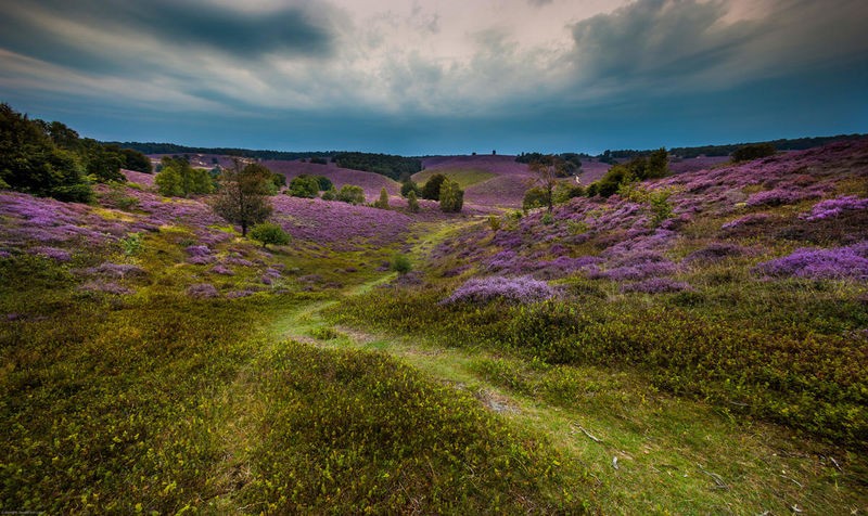 Sander Van Laar, Landscape in purple (Landschaft, Moose, Blüten violette Blüten, Horizont, Landschaftsfotografie, Treppenhaus, Esszimmer, Wohnzimmer, Wunschgröße, bunt)