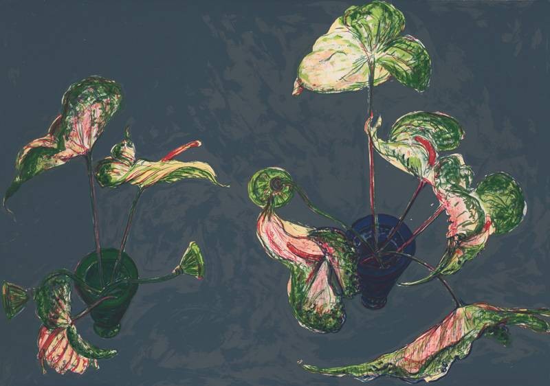 Tadeusz Norbert Anthurien (Lithographie, handsigniert, nummeriert) (Blätter, Pflanzen, Aufsicht, Original, signiert, Grafik, modern, Wohnzimmer, Treppenhaus, bunt)