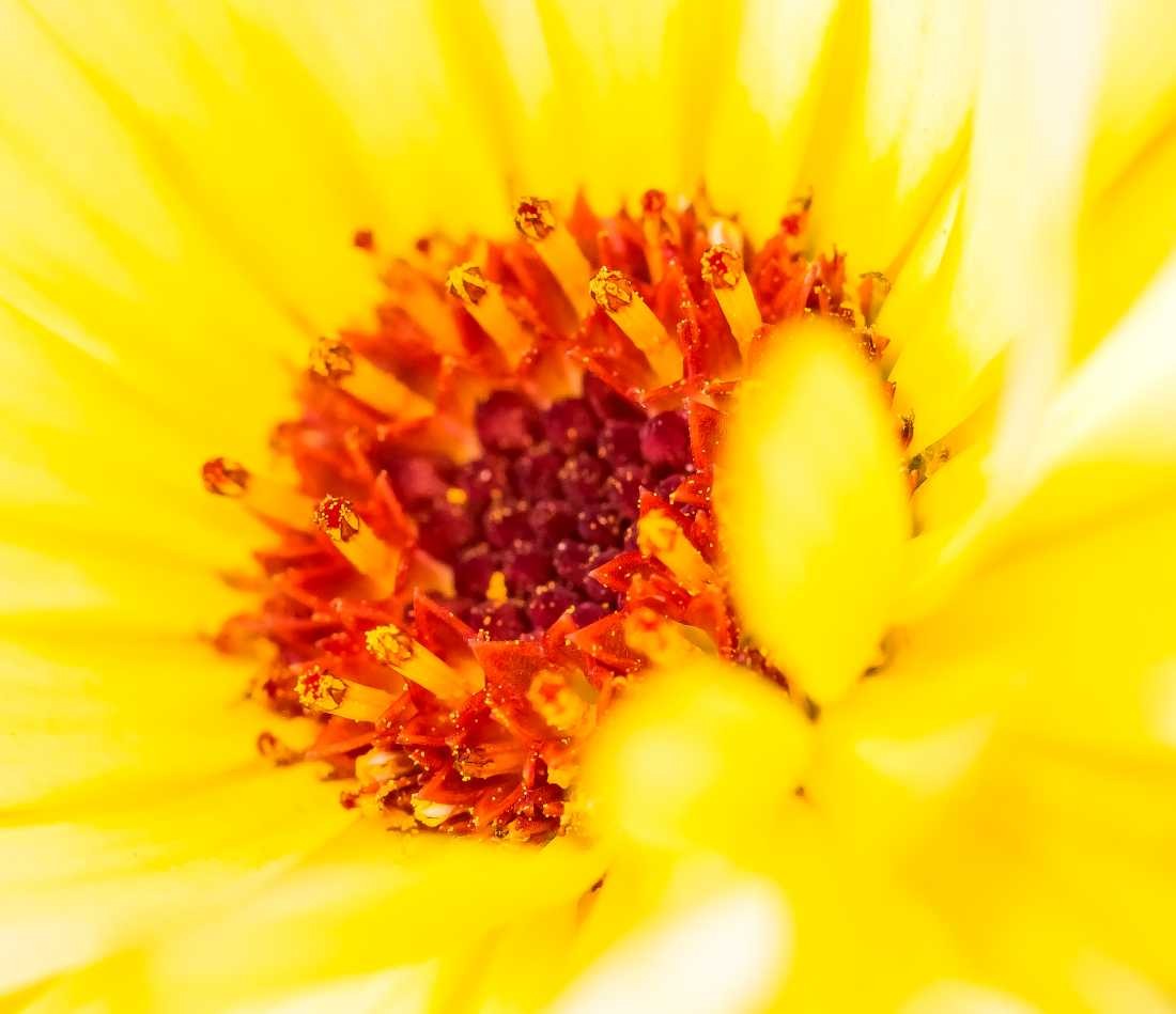 Conny Krakowski, In der Blüte (Blatt, Libelle, Bach, Fluss, Insekt, Hautflügler,Wasser, Natur, Sommer, Grün, Fotografie, Regenwasser, Makroaufnahme, Macro, Makro,)