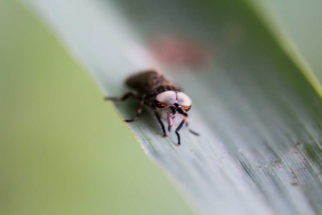 Conny Krakowski, Fieser Flieger (Blatt, Wasser, Natur, Sommer, Grün, Fotografie, Regenwasser, Makroaufnahme, Macro, Makro,)