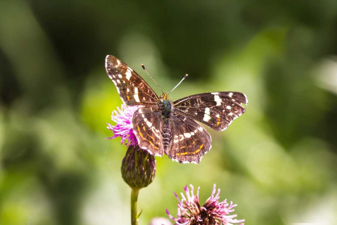 Conny Krakowski, Gelandet (Blatt,Libelle, Bach, Fluss, Insekt, Hautflügler, Wasser, Natur, Sommer, Grün, Fotografie, Regenwasser, Makroaufnahme, Macro, Makro,)